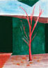 Coral Bark Maple