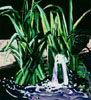 Yellow Flag Iris