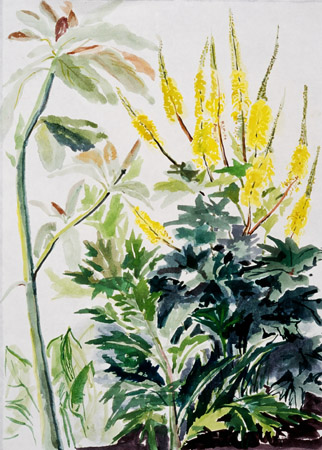 Ligularia