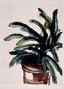 Judy's Clivia