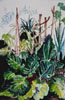 Rhubarb