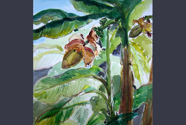 Banana Flower