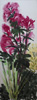 Joe Pye Weed