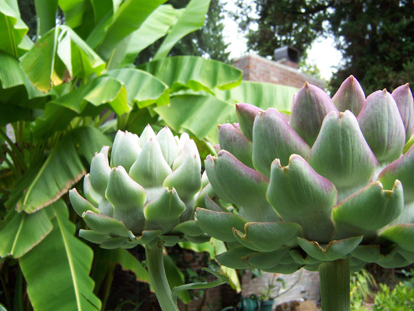Artichoke