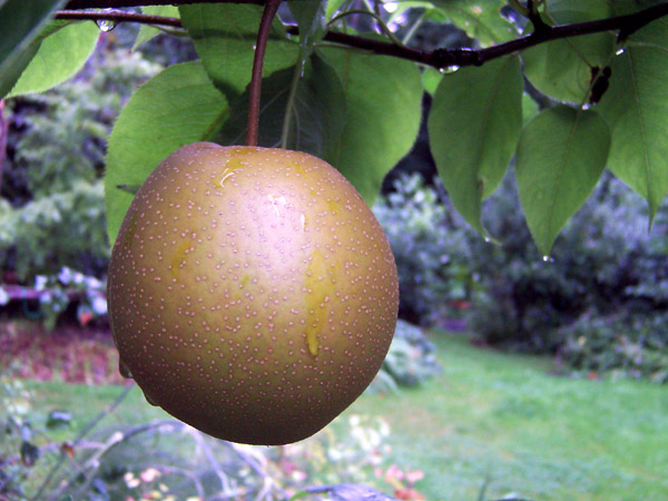 Autumn Pear