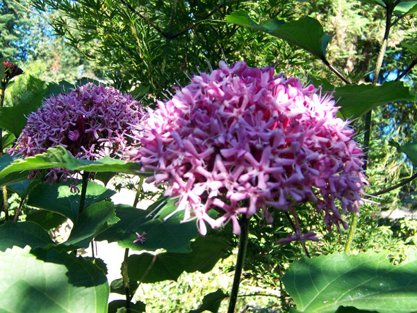Clerodendrum