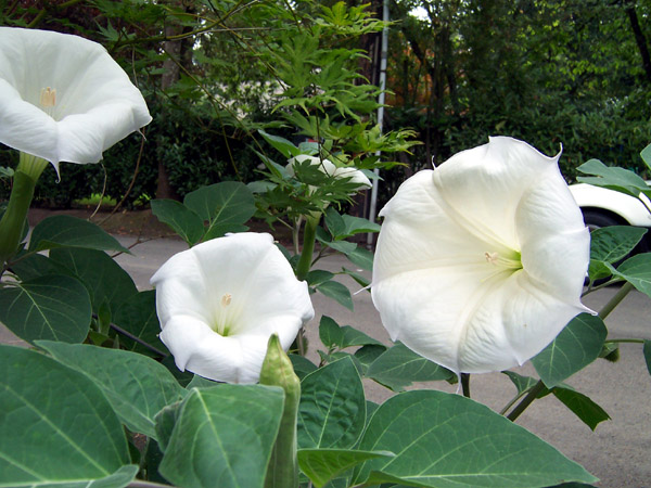 Datura