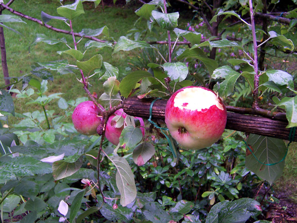 Espaliered Apple
