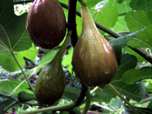 Fig
