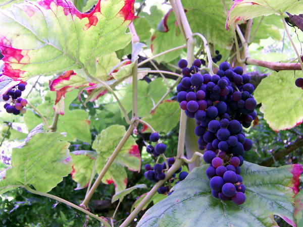 Grape