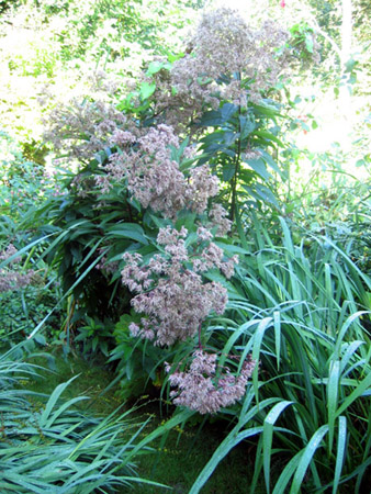 Joe Pye Weed