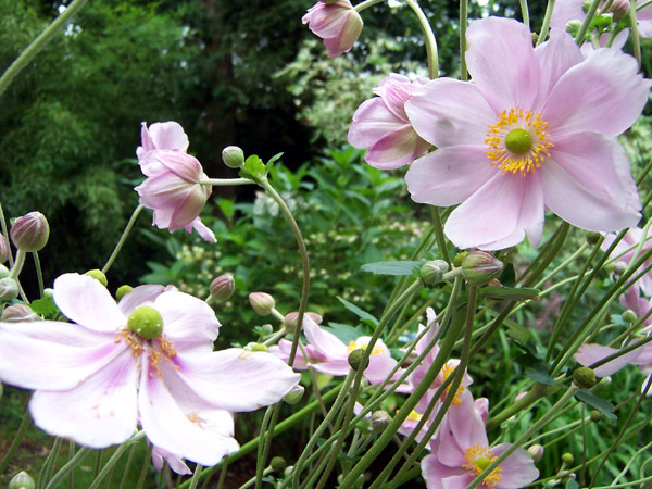 Pink Japanese Anemone