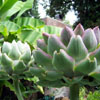 Artichoke