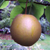 Autumn Pear