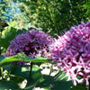 Clerodendrum