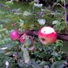 Espaliered Apple