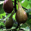 Fig