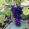 Grape