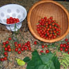 Harvest