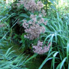 Joe Pye Weed