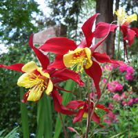 Red Columbine