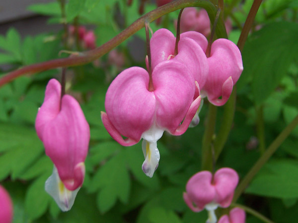 Bleeding Heart