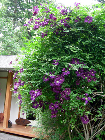 Clematis with Jasmine