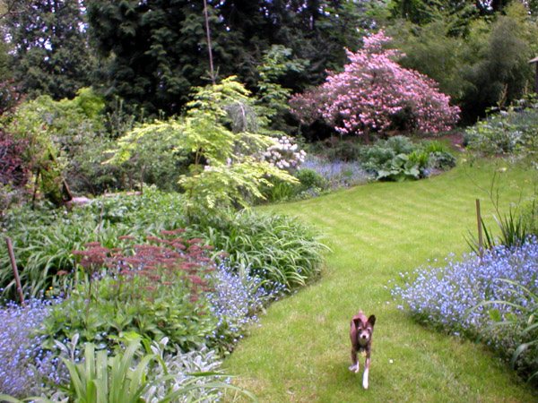 Dogwood and Forget-Me-Not