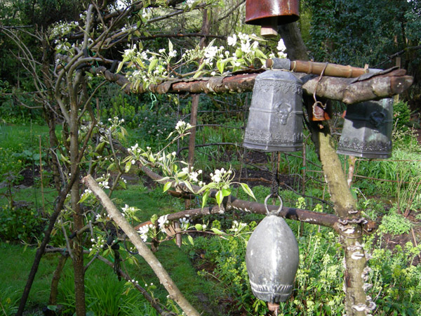 Espaliered Korean Pear