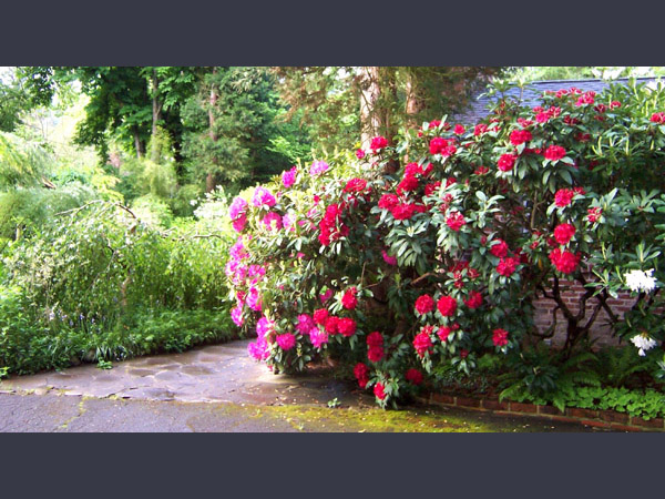 Rhododendron