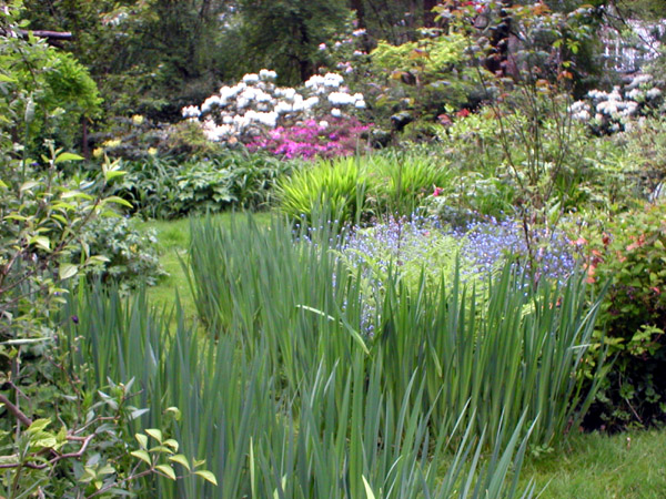 Rhododendron and Forget-Me-Not