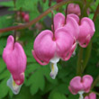 Bleeding Heart