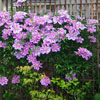 Clematis 'Nelly Moser'