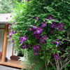 Clematis with Jasmine