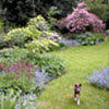Dogwood and Forget-Me-Not