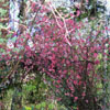 Flowering Quince