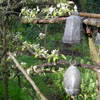 Espaliered Korean Pear