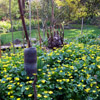 Marsh Marigold