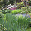 Rhododendron and Forget-Me-Not
