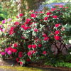 Rhododendron