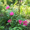 Tree Peony