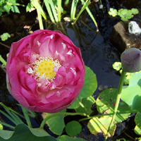 Lotus