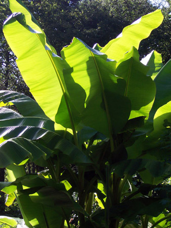 Banana