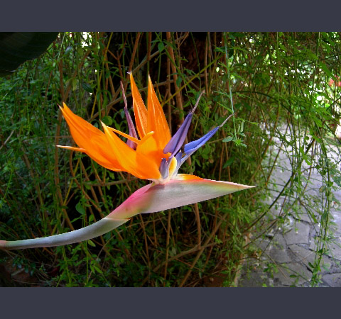 Bird of Paradise