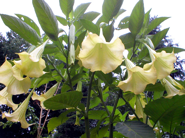 Brugmansia