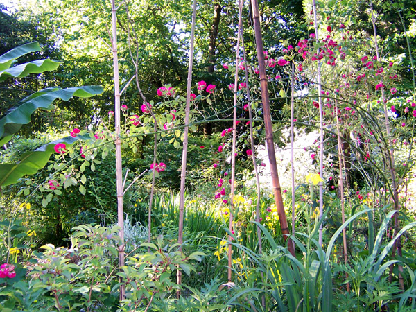 Climbing Rose