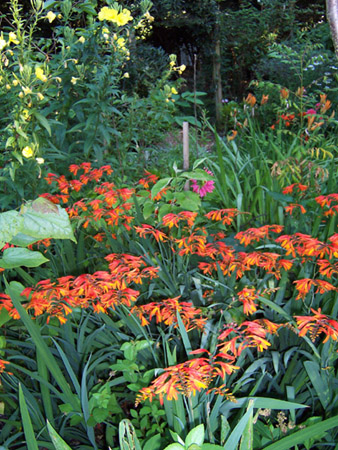 Crocosmia