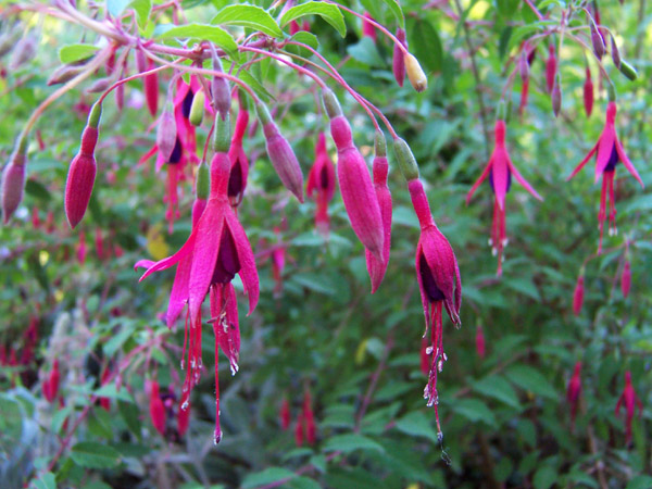 Hardy Fuchsia