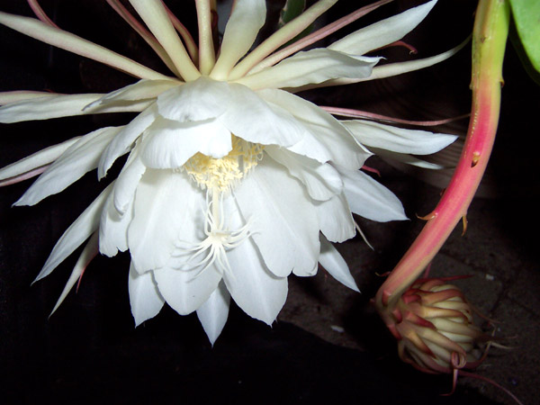Hylocereus Undatus