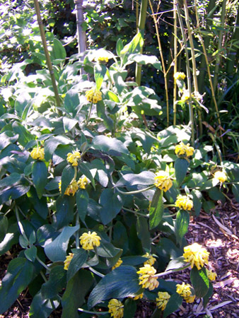 Jerusalem Sage